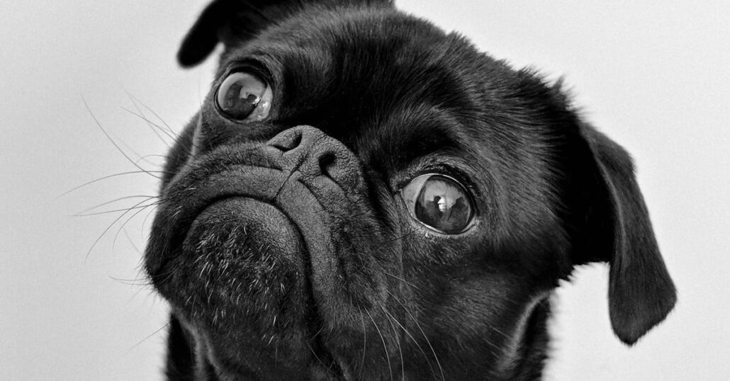 Tendencias en Colombia: dieta BARF versus alimentos concentrados para mascotas